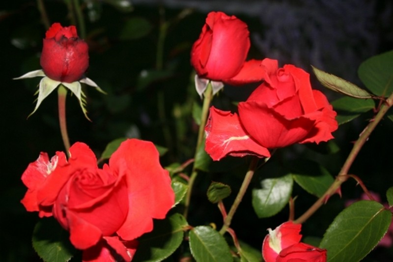 Illustration pour le poème