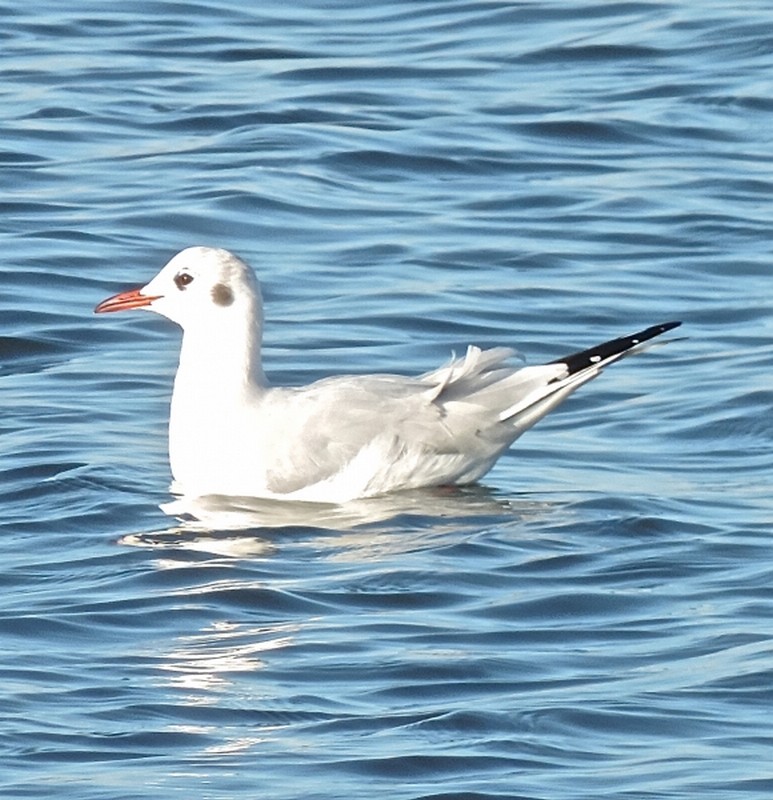 Illustration pour le poème