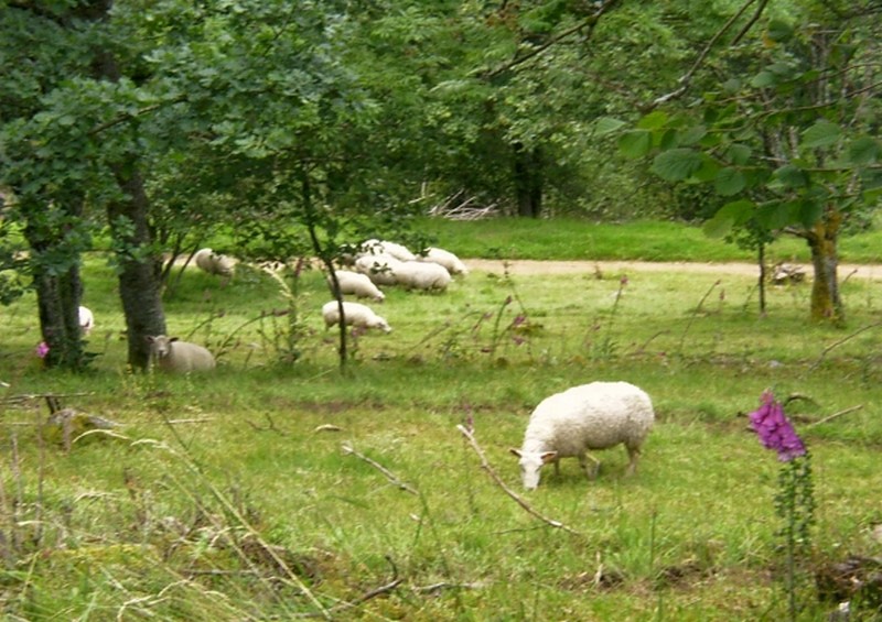 Illustration pour le poème