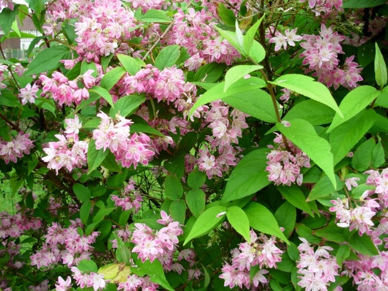 Illustration pour le poème