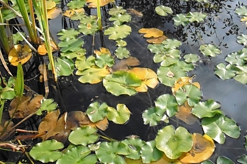 Illustration pour le poème