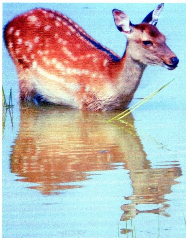 Illustration pour le poème