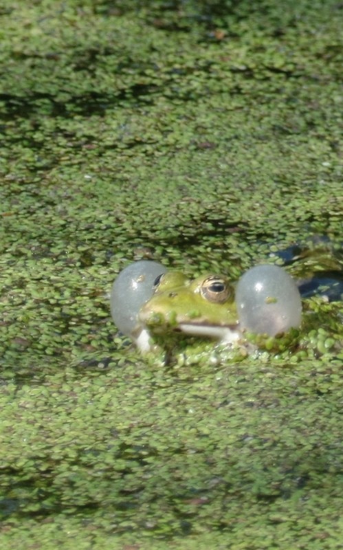 Illustration pour le poème