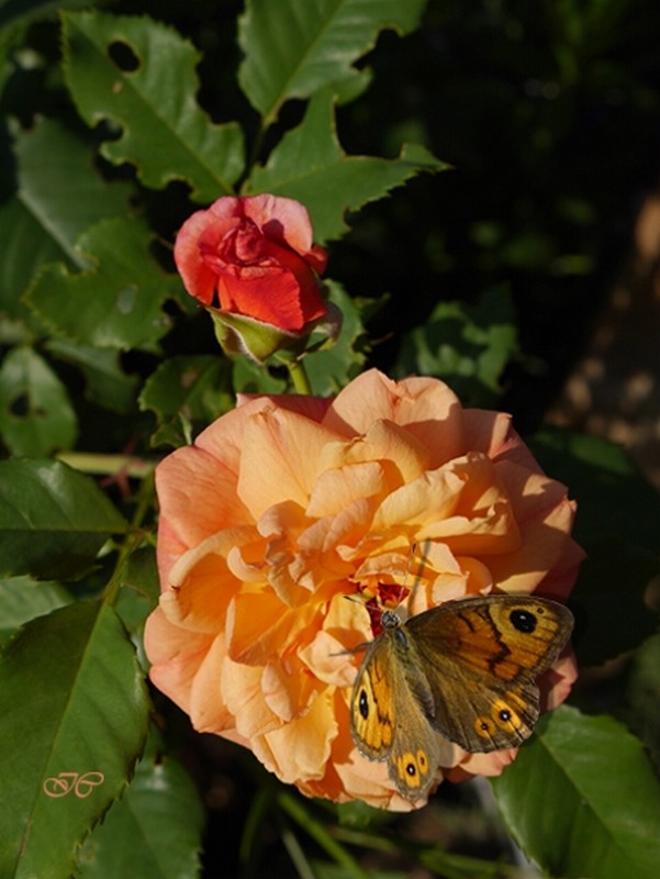 Illustration pour le poème