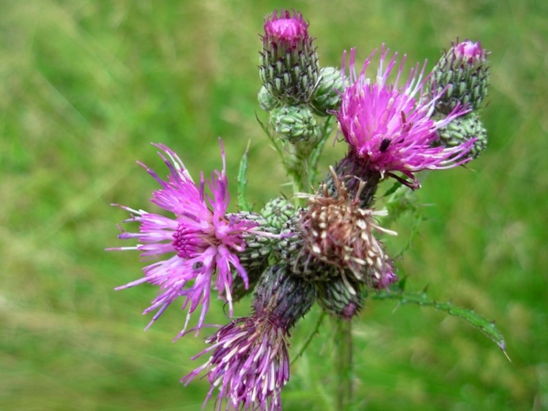 Illustration pour le poème