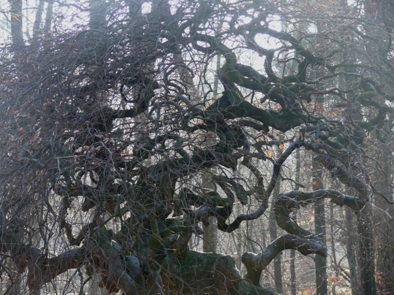 Illustration pour le poème