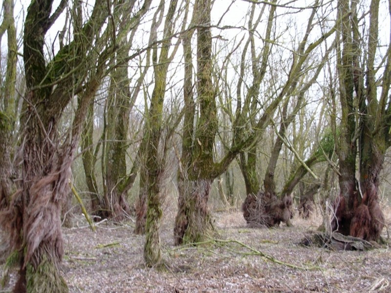 Illustration pour le poème