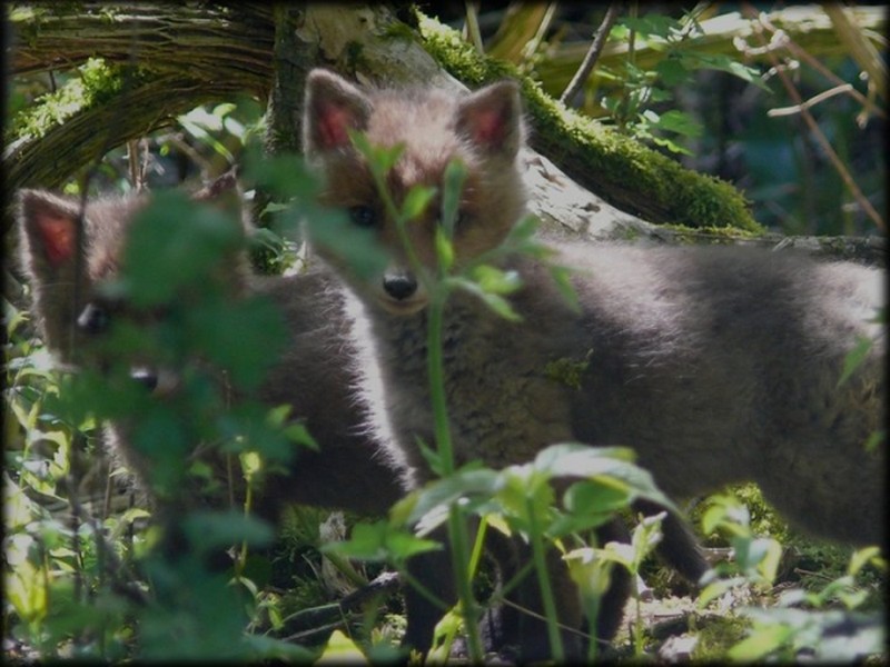 Illustration pour le poème