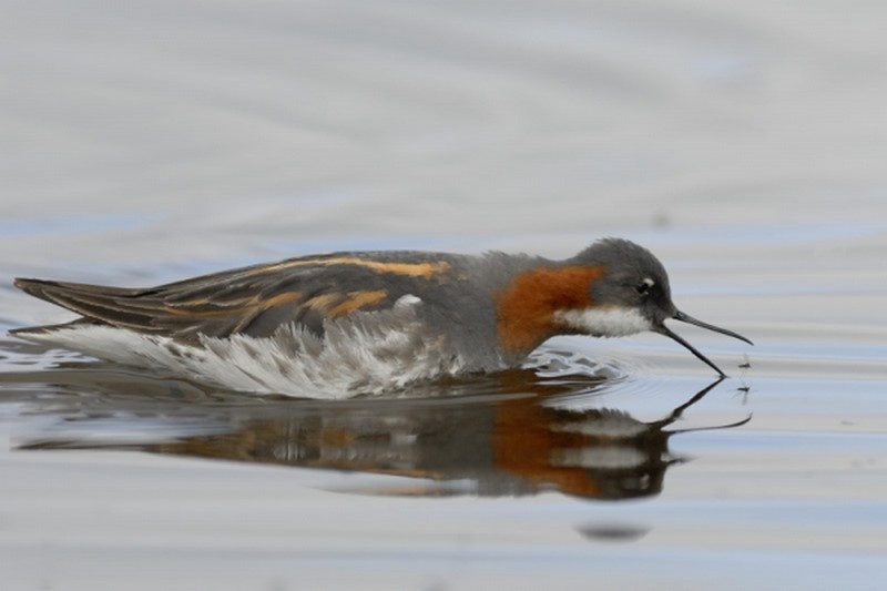 Illustration pour le poème