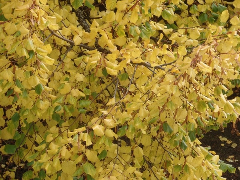 Illustration pour le poème