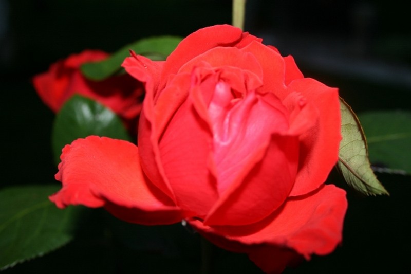 Illustration pour le poème