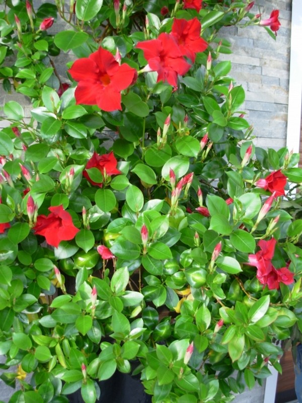 Illustration pour le poème