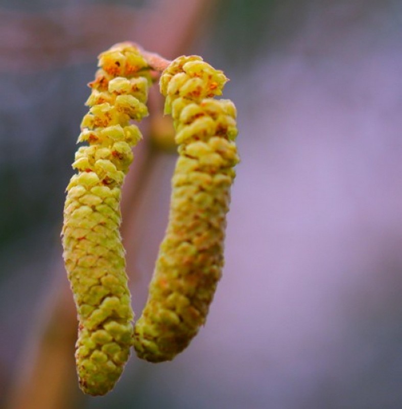 Illustration pour le poème