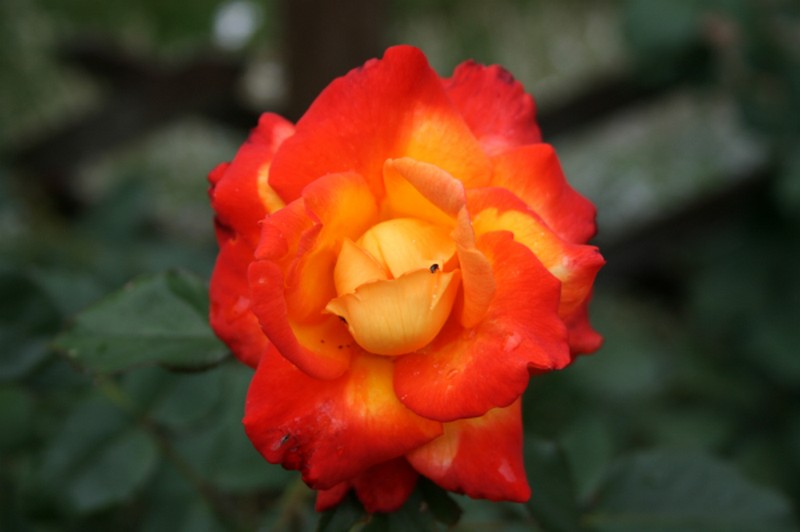 Illustration pour le poème