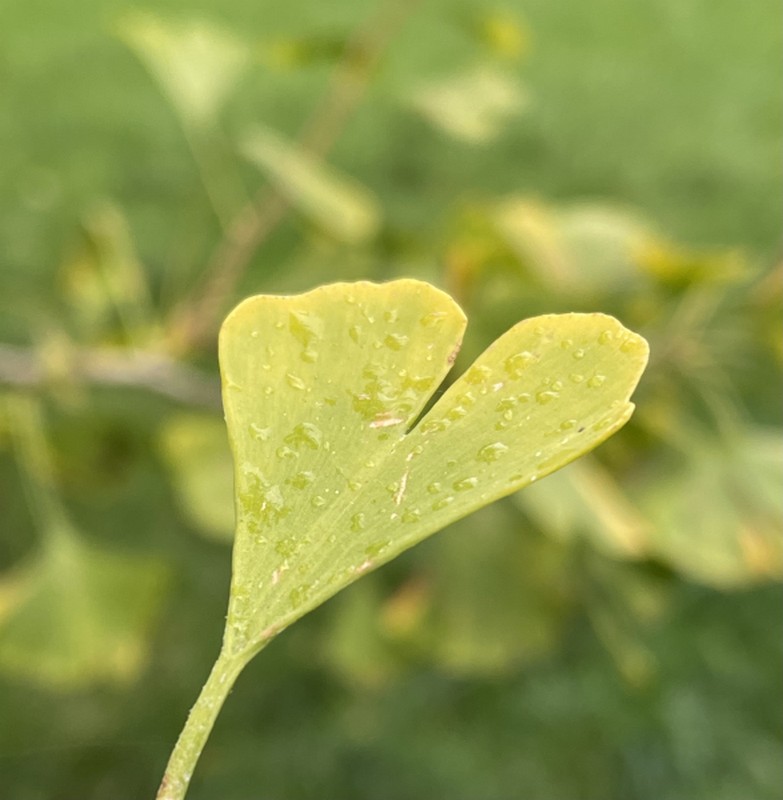 Illustration pour le poème