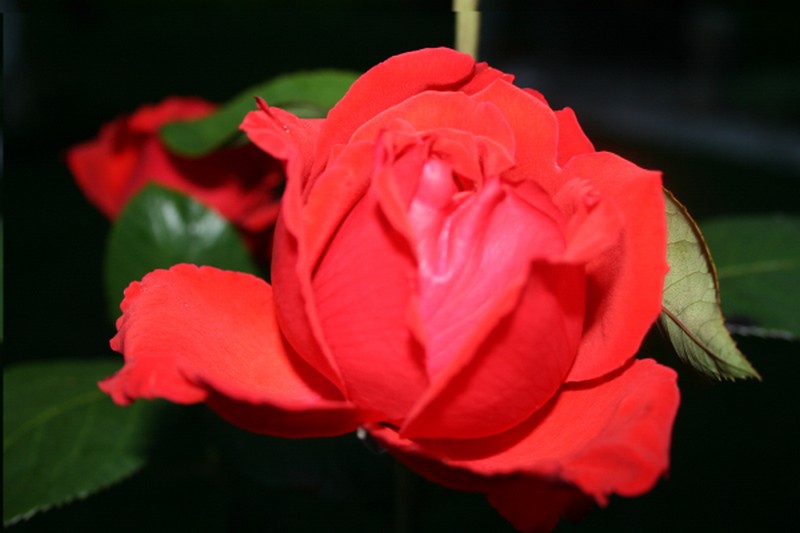 Illustration pour le poème