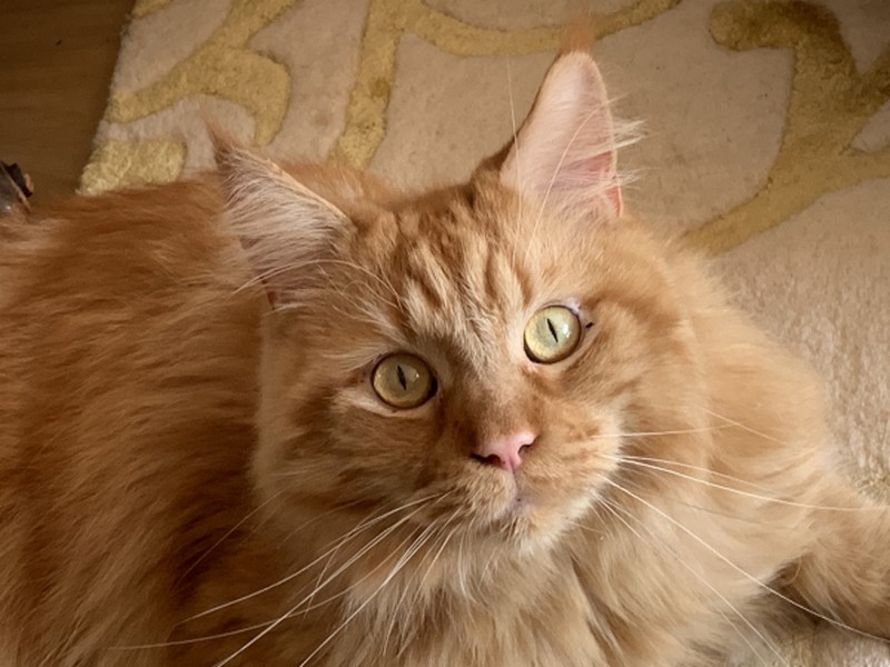 Illustration pour le poème