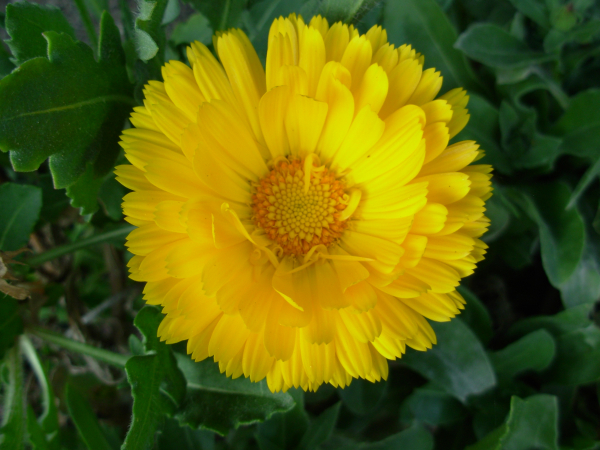 Illustration pour le poème