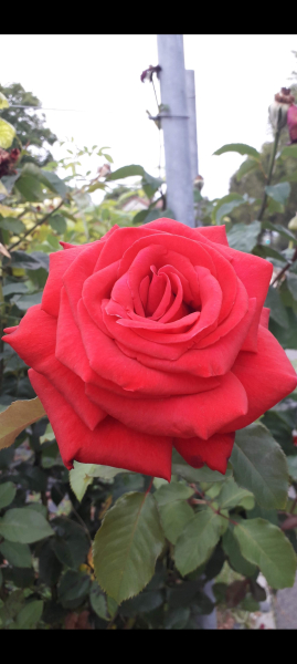 Illustration pour le poème