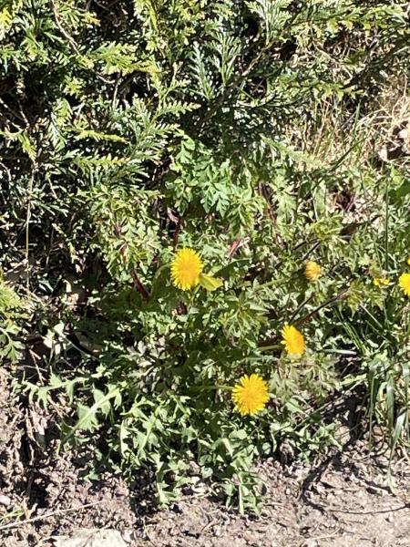 Illustration pour le poème