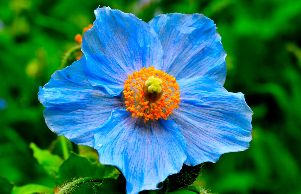 Illustration pour le poème