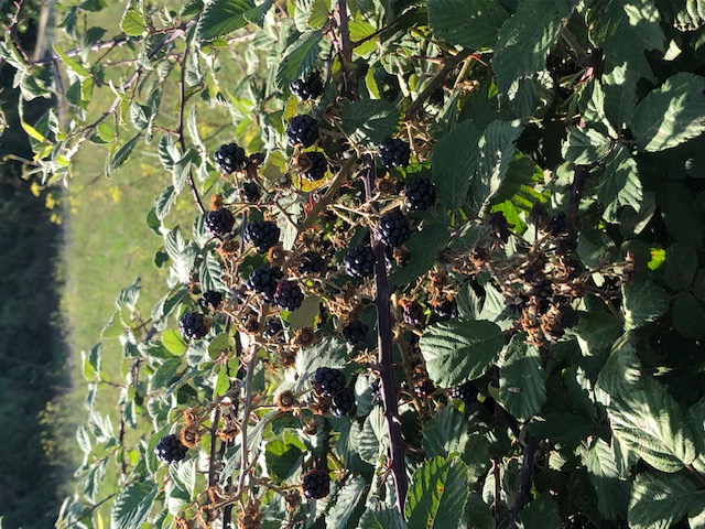 Illustration pour le poème