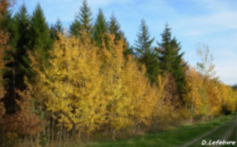 Illustration pour le poème