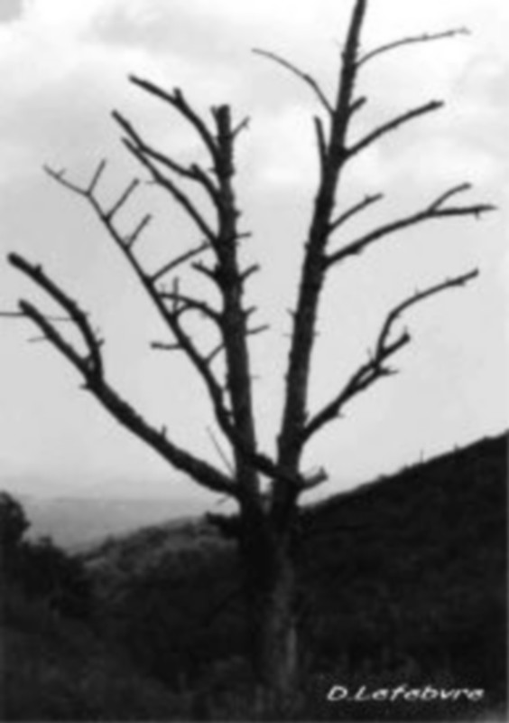 Illustration pour le poème