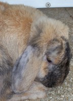 Sur le poème : <br /> "Lapins divers, lapins amers" de Jakecrit