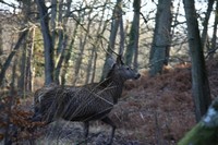 Sur le poème : <br /> "D'infinis paysages " de Cepyge X