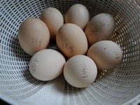 Sur le poème : <br /> "Hymne à l'oeuf" de Kallistea