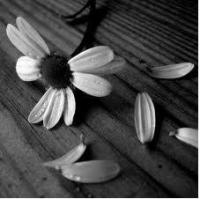 Sur le poème : <br /> "Haut-le-coeur" de Luluberlue