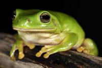 Sur le poème : <br /> "Mare à bout d' ficelle" de Guy