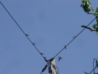 Sur le poème : <br /> "Les hirondeaux" de Oxalys