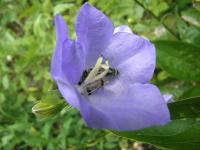 Sur le poème : <br /> "Insolence" de Colline