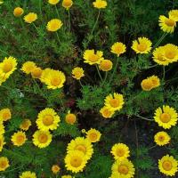 Sur le poème : <br /> "Anthémis (rondel)" de Oxalys