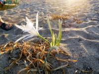 Sur le poème : <br /> "Ars-en-Ré" de Octave