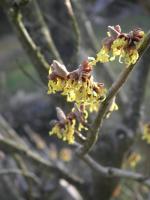 Sur le poème : <br /> "Hamamélis, mimosa du septentrion " de Oxalys