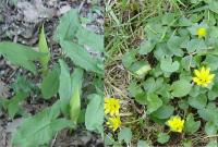 Sur le poème : <br /> "Le printemps s’en revient" de Oxalys