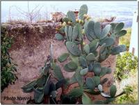 Sur le poème : <br /> "Figues de Barbarie" de Kallistea