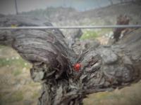 Sur le poème : <br /> "Vermentino" de Dynamot