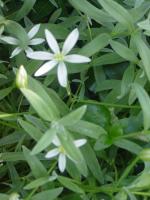 Sur le poème : <br /> "Le réveil des dames d'onze heures" de Oxalys