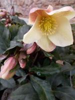 Sur le poème : <br /> "La légende des roses de Noël   " de Oxalys