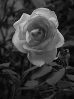 Sur le poème : <br /> "Et la rose était noire" de Pieds-enVERS