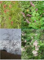 Sur le poème : <br /> "Le bouquet de fleurs séchées " de Oxalys