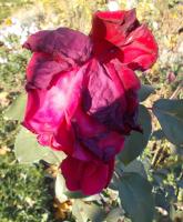 Sur le poème : <br /> "Rose de novembre" de Oxalys