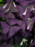 Sur le poème : <br /> "Ordre pourpre" de CinquiemeVallee