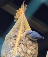 Sur le poème : <br /> "La sittelle" de Oxalys