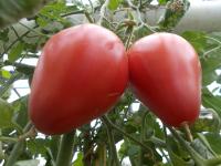 Sur le poème : <br /> "Un amour boeuf de pommes d'amour" de Oxalys