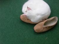 Sur le poème : <br /> "Le pied ! haïku" de Miteix